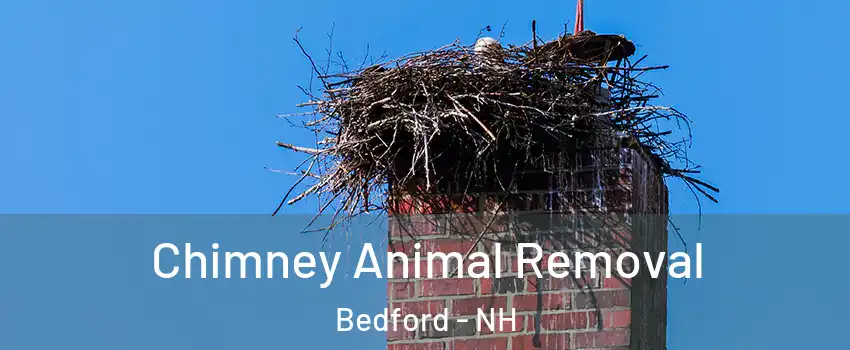 Chimney Animal Removal Bedford - NH