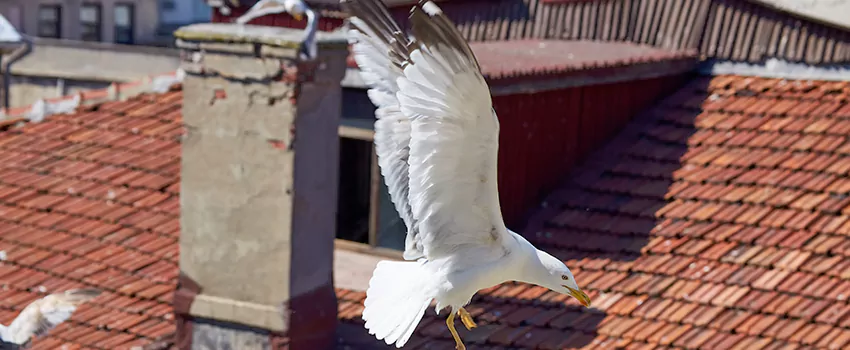 Residential Chimney Animal Removal Solution in Bedford, NH