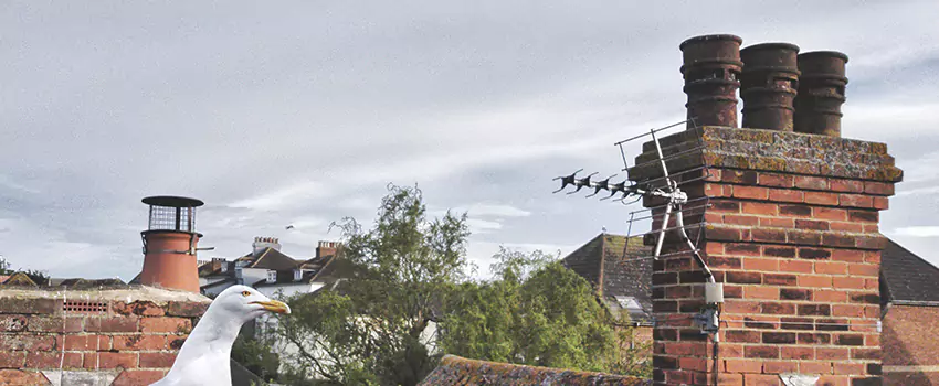 Chimney Cleaning And Restoration in Bedford, New Hampshire